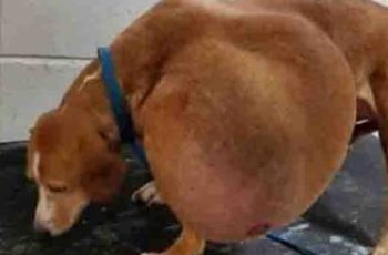 Local Shelter Stunned By Dog’s Condition But Here’s How She Looks Like Now After Being Given 2nd Chance