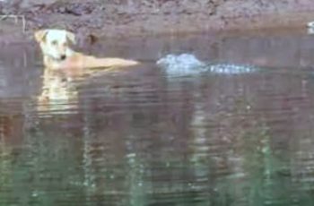 Stray Dog Met Three Crocodiles On River And What Happened Next Surprised Everyone