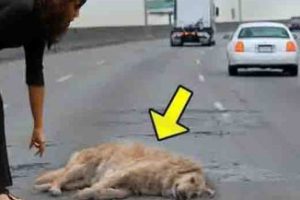 A Pregnant Dog Suddenly Got Hit By a Car, But No One Expected What Happened Next