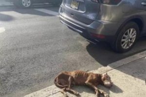 Pedestrians Spot This Dog Covered In Urine And Fleas—Then Realize She’s Still Alive