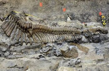Unearthing History: The Remarkable Discovery of a 72-Million-Year-Old Dinosaur Tail in Mexico